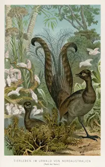 Prints of (Menura superba, or Menura novae-hollandae). When it comes to showing off, the Australians do it best Superba Prints: Lyrebird Print: A Male Menura superba in Display Plumage