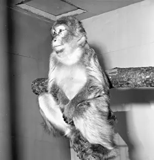 Macaque Print circa 1955