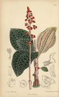 Curtis Botanical Magazine 1889 Prints: Macodes javanica, native of Java, Indonesia