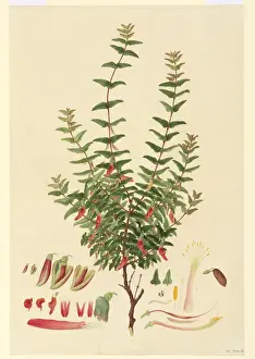 Ferdinand Bauer Artwork Prints: Macrotropis formosa