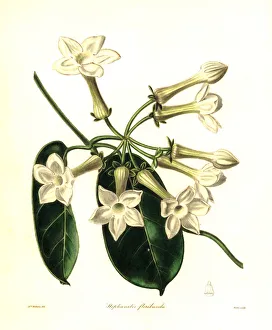Madagascar jasmine, Marsdenia floribunda Madagascar jasmine, Marsdenia floribunda