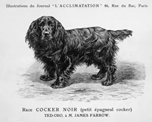 Cocker Spaniel Breeds Prints: Mahler / Cocker Spaniel