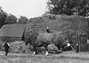 Britain Farming History Prints: Making a Large Haystack