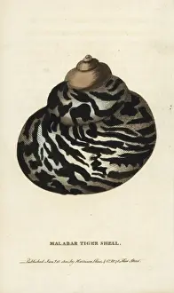 Naturalists Pocket Magazine Prints: Malabar tiger shell
