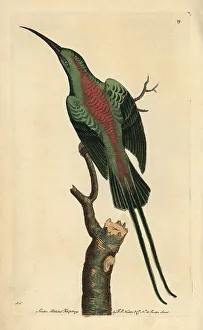 Malachite sunbird or shining creeper, Nectarinia Malachite sunbird or shining creeper, Nectarinia