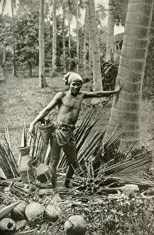 Malay man collecting wine from tree, South East Asia Malay man collecting wine from tree, South East Asia