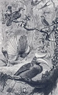 A Malayan forest, with its characteristic birds A Malayan forest, with its characteristic birds