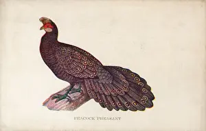Historical Bird Species Prints: Malayan Peacock-Pheasant