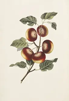 Apple Tree Illustration Prints: Malus communis, apple tree