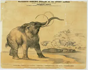 Mammoth and Hyaena Print circa 1862