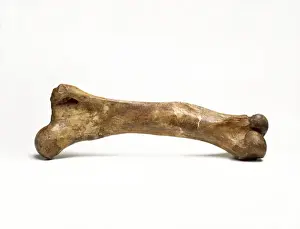 Prints of Fossilised thigh bone of a woolly mammoth (Mammuthus primigenius) from Siberia. About 40, 000 years old Primigenius Prints: Fossilised Woolly Mammoth Thigh Bone Print, 40,000 years old