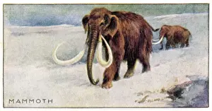 Mammothus Primigenius in Snow Print