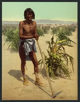 Nineteenth Century History Photos Prints: The man with the hoe