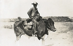 Man riding a cow, Windhoek, south west Africa Man riding a cow, Windhoek, south west Africa