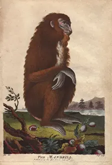 Ebenezer Sibly Prints: Mandrill, Mandrillus sphinx