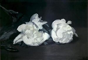 MANET, Edouard. Branch of White Peonies MANET, Edouard. Branch of White Peonies