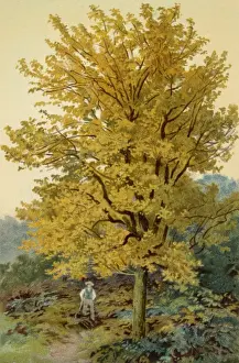 Autumnal Foliage Prints: MAPLE TREE