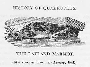 Bewick Prints: Marmot (Bewick) - 3