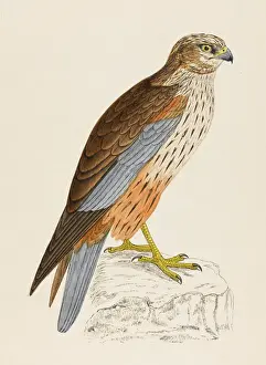 Historical Birds Of Prey Prints: Marsh Harrier (Morris)