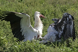 Martial Eagle - attacking White Stork - the fight Martial Eagle - attacking White Stork - the fight