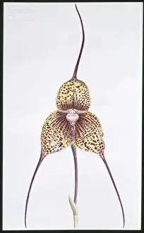 Magnoliophyta Flowering Plants Prints: Masdevallia chimaera, orchid