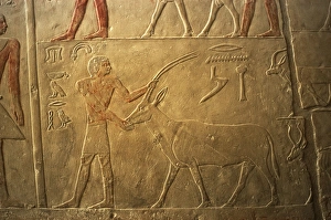 Mastaba of Ptahhotep and Akhethotep. Male figure with an ant Mastaba of Ptahhotep and Akhethotep. Male figure with an ant
