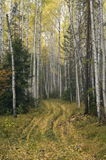 Mature Birch Forest in autumn fall colours - conifers Mature Birch Forest in autumn fall colours - conifers