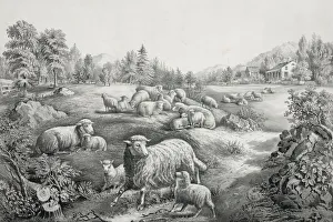 The meadow in springtime: the twin lambs The meadow in springtime: the twin lambs