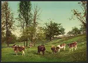 Nostalgic Views Of England Prints: Meadowland