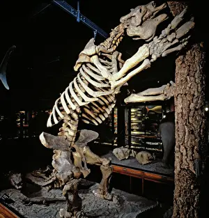 Sloth Prints: Megatherium Giant Sloth Skeleton Print, Natural History Museum London
