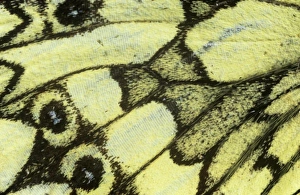 Melanargia galathea, marbled white butterfly Melanargia galathea, marbled white butterfly