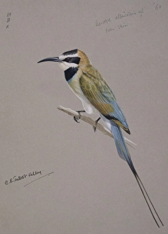 Merops albicollis, white-throated bee-eater Merops albicollis, white-throated bee-eater