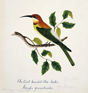 Merops leschenaulti, chestnut-headed bee-eater Merops leschenaulti, chestnut-headed bee-eater