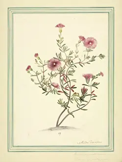 Angiosperm Plant Images Prints: Mesembryanthemum