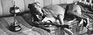 Dog Racing Prints: Mick the Miller, 1931 Print - Wembley St. Leger Winner