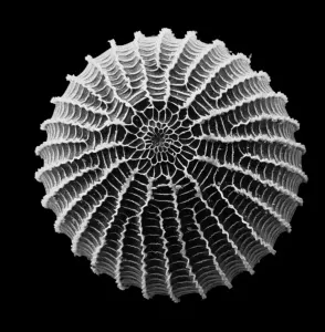 Micro Photography Prints: Moth Egg SEM Image Print (x 90)