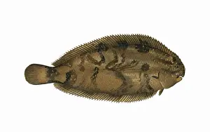 Victorian Fish Species Prints: Microchirus variegatus, or Thickback Sole