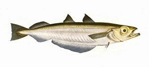 Micromesistius poutassou, or Blue Whiting Micromesistius poutassou, or Blue Whiting