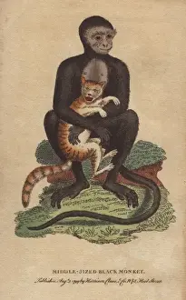 Handcolored Copperplate Art Prints: Middle-sized black monkey or langur, Cercopithecus maurus