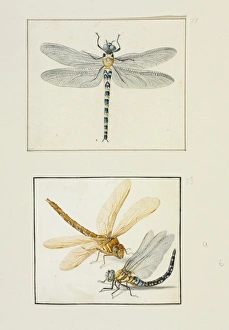 Migrant Hawker (lower), Brown Hawker (upper) Migrant Hawker (lower), Brown Hawker (upper)
