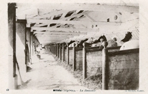 Military stables, Blida, Algeria, North Africa Military stables, Blida, Algeria, North Africa