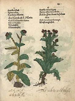 Milk thistle, Silybum marianum, and Scotch Milk thistle, Silybum marianum, and Scotch