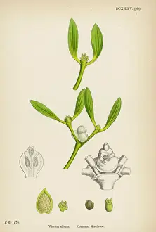 Prints of Common mistletoe (Viscum album) Botanical Prints: Mistletoe Botanical Print of Viscum album