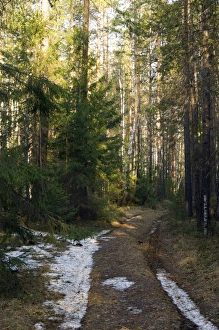Mixed taiga forest in early spring - remnants of Mixed taiga forest in early spring - remnants of