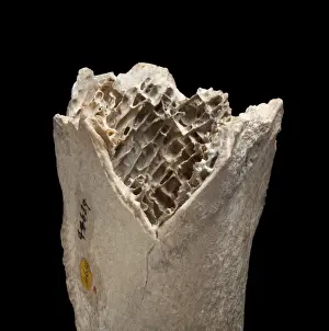 Prints of First piece of moa bone, found between 1831 and 1836. The 15cm fragment comes from the species Dinornis novaezealandiae and is 0.01-1.8 million years old Dinornithiformes Prints: Moa Bone Fragment Print (1831)