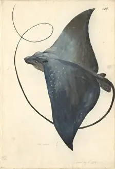 Prints of Ff. 250. Watercolour painting by George Forster made during Captain James Cooks second voyage to explore the southern continent (1772-75) Devil Ray Prints: Mobula mobular Print, Watercolour by George Forster 1772-75