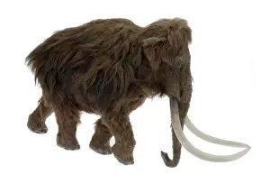 Ilford Mammoth Model Print, Fossil Mammals Collection