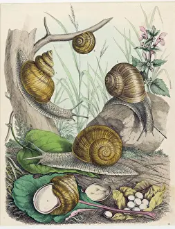 Prints of Snails on and around various foliage Related Prints: Print of Snails on Leafy Foliage