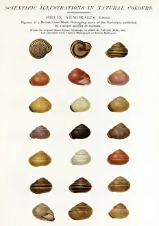 Land Snail Prints: Scientific Illustration of British Land Shells Print