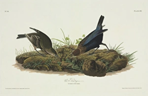 Molothrus ater, brown-headed cowbird Molothrus ater, brown-headed cowbird